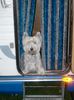 West Highland White Terrier Foto: Hercules passt auf (ID 5784) West Highland White Terrier Hund