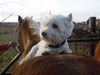 West Highland White Terrier Foto: Cinderella 12,5 Jahre jung,gesund,fit und munter,reitet für ihr Leben gerne ! (ID 18686) West Highland White Terrier Hund