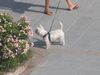 West Highland White Terrier Foto: in Spanien (Marbella) (ID 23144) West Highland White Terrier Hund