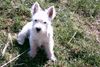 West Highland White Terrier Foto: Tippsi im Garten (4 Monate alt) (ID 3182) West Highland White Terrier Hund