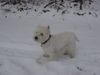West Highland White Terrier Foto: Weiss wie Schnee! (ID 18769) West Highland White Terrier Hund