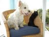 West Highland White Terrier Foto: Xania mit Ronja - Nachbar's Katze (ID 8312) West Highland White Terrier Hund