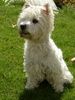 West Highland White Terrier Foto: Xania vom Windhof im Garten (ID 8311) West Highland White Terrier Hund