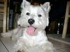 West Highland White Terrier Foto: Zorro der Schreckliche (ID 11193) West Highland White Terrier Hund