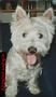 West Highland White Terrier Foto (ID 5791) West Highland White Terrier Hund
