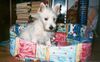 West Highland White Terrier Foto: Main Westie (ID 2591) West Highland White Terrier Hund