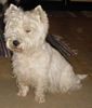 West Highland White Terrier Foto: Ayen aus Goldbach (ID 18838) West Highland White Terrier Hund