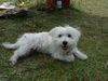 West Highland White Terrier Foto: nochmal Molly :) (ID 13840) West Highland White Terrier Hund