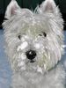 West Highland White Terrier Foto (ID 8090) West Highland White Terrier Hund