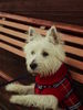 West Highland White Terrier Foto (ID 27238) West Highland White Terrier Hund