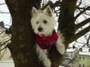 West Highland White Terrier Foto (ID 27239) West Highland White Terrier Hund