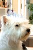 West Highland White Terrier Foto: Geza (ID 9405) West Highland White Terrier Hund