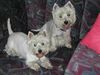 West Highland White Terrier Foto: in Pose (ID 6105) West Highland White Terrier Hund