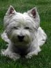West Highland White Terrier Foto: Gio beim Fotoshooting (ID 6103) West Highland White Terrier Hund