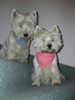 West Highland White Terrier Foto: unsre maus beim sonnen (ID 10369) West Highland White Terrier Hund