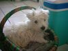 West Highland White Terrier Foto: Kennys Lieblingsplatz. Der Einkaufskorb (ID 5645) West Highland White Terrier Hund