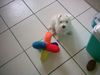 West Highland White Terrier Foto: Oje, bin ich klein!!!! (ID 5646) West Highland White Terrier Hund