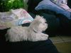 West Highland White Terrier Foto: Ich bin Kenny uns 14 Wochen alt (ID 5636) West Highland White Terrier Hund