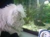 West Highland White Terrier Foto: Na Ihr Fische, Ihr könntet schmecken!!! (ID 5647) West Highland White Terrier Hund