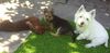 West Highland White Terrier Foto: Mozart und Dingo haben Dackelbesuch (ID 22936) West Highland White Terrier Hund