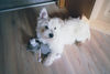 West Highland White Terrier Foto: Meine liebste Freizeitbeschäftigung (ID 31490) West Highland White Terrier Hund