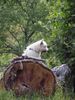 West Highland White Terrier Foto: ingo (ID 10268) West Highland White Terrier Hund