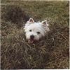 West Highland White Terrier Foto: Quini von Dorada (ID 1434) West Highland White Terrier Hund