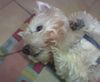 West Highland White Terrier Foto: Jeffi ist schon 14 1/2 Jahre (ID 5093) West Highland White Terrier Hund