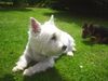 West Highland White Terrier Foto: Mozart (ID 22862) West Highland White Terrier Hund
