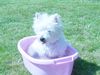 West Highland White Terrier Foto: Einfach süss! (ID 12307) West Highland White Terrier Hund