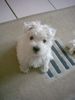 West Highland White Terrier Foto: 10 wochen alt und grad im neuen zu Hause angekommen (ID 5635) West Highland White Terrier Hund
