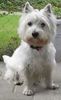 West Highland White Terrier Foto: Kisha, geb. 8.12.99 (ID 2158) West Highland White Terrier Hund