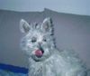 West Highland White Terrier Foto: Ashley (ID 10514) West Highland White Terrier Hund