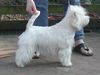 West Highland White Terrier Foto: ..unsere Lima..Lucky Stars goes Gareds (ID 16626) West Highland White Terrier Hund