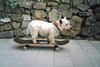 West Highland White Terrier Foto: Das ist meine 2 jährige Westi Dame Lucy auf dem Skateboard (ID 6206) West Highland White Terrier Hund
