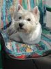 West Highland White Terrier Foto: unsre maus beim sonnen (ID 10368) West Highland White Terrier Hund