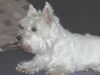 West Highland White Terrier Foto: Lucy In Pose (ID 6112) West Highland White Terrier Hund