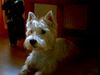 West Highland White Terrier Foto: Micky mit 7 Jahren (ID 13480) West Highland White Terrier Hund