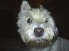West Highland White Terrier Foto: MOZART (gerade geweckt) (ID 23333) West Highland White Terrier Hund