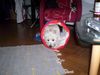 West Highland White Terrier Foto: Hallo, hier bin ich ! (ID 17661) West Highland White Terrier Hund