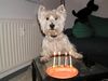 West Highland White Terrier Foto: Mein Geburtstag am 9.1. (ID 8707) West Highland White Terrier Hund
