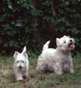 West Highland White Terrier Foto (ID 8916) West Highland White Terrier Hund