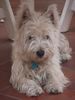 West Highland White Terrier Foto: my dog Rocky (ID 5003) West Highland White Terrier Hund
