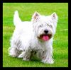 West Highland White Terrier Hund