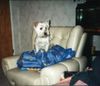 West Highland White Terrier Foto: was ist los? (ID 5739) West Highland White Terrier Hund