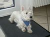 West Highland White Terrier Foto: Nils vom Gartenhaus, genannt Scotty (ID 19810) West Highland White Terrier Hund