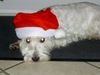 West Highland White Terrier Foto: Scotty, unser Weihnachtshund ;-) (ID 19808) West Highland White Terrier Hund