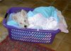 West Highland White Terrier Foto: Snoopy in der Wäsche! (ID 7810) West Highland White Terrier Hund