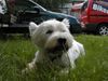 West Highland White Terrier Foto: Struppi, 10 Jahre (ID 10789) West Highland White Terrier Hund