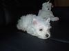West Highland White Terrier Foto: Einfach süss! (ID 12306) West Highland White Terrier Hund